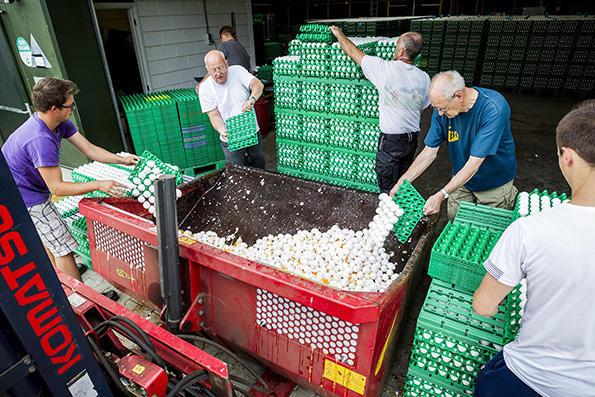 荷兰"毒鸡蛋"事件发酵,家禽饲养场的农民扔掉鸡蛋.