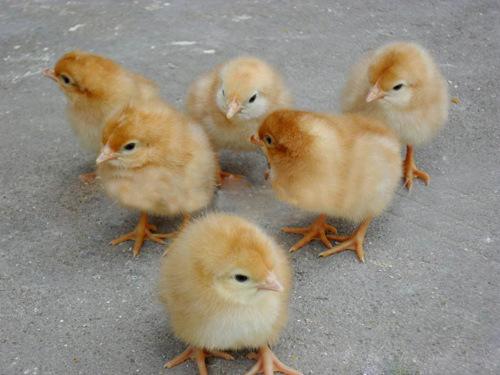 刚出壳鸡苗 种蛋鸡 批量供应不同大小 家禽养殖海兰灰蛋鸡苗