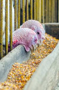 养殖火鸡火鸡在家禽养殖场吃谷物照片